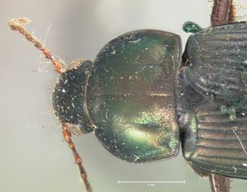Media type: image;   Entomology 5639 Aspect: pronotum dorsal